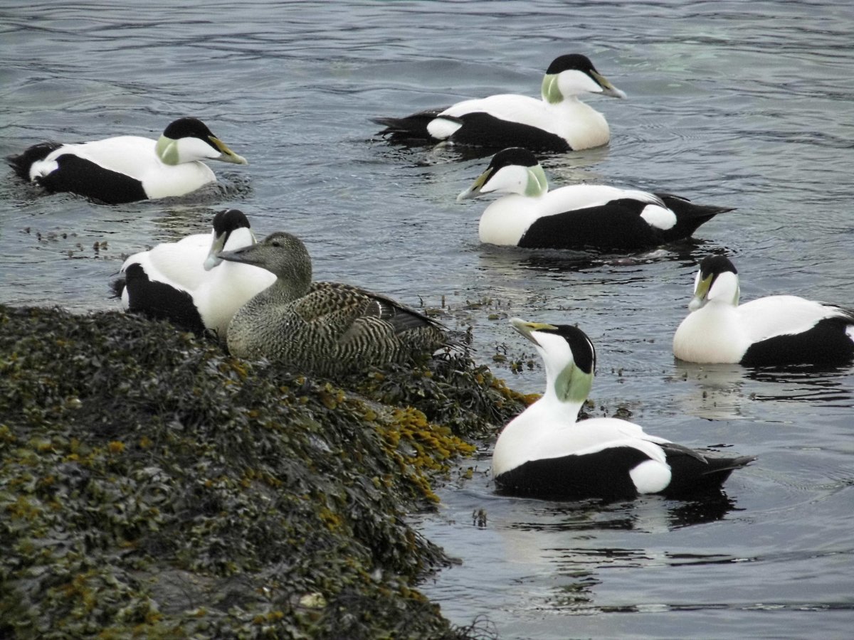 Полярная утка ныряльщица