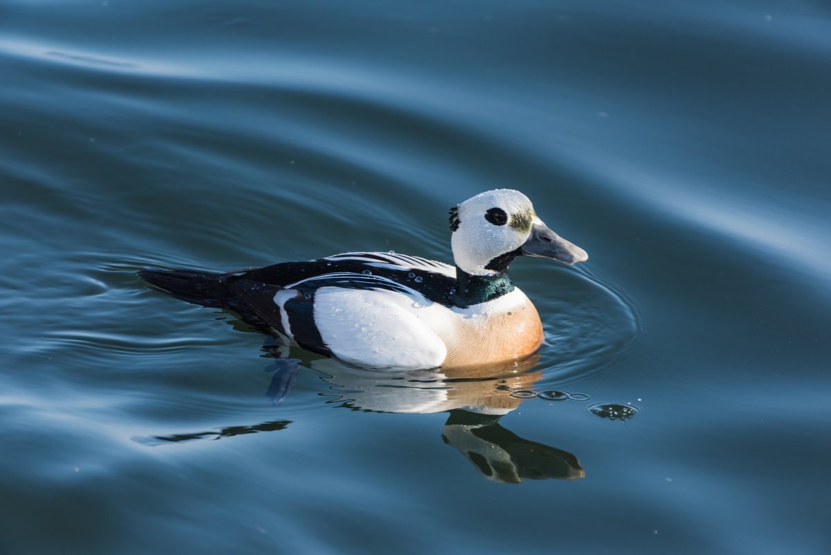 Сибирская Гага