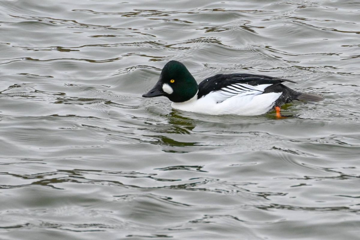 Обыкновенного Гоголя (Bucephala clangula l.)