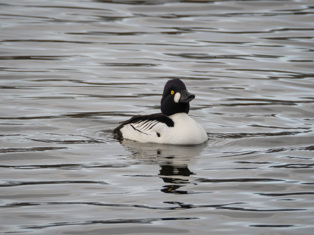 Гоголь самец