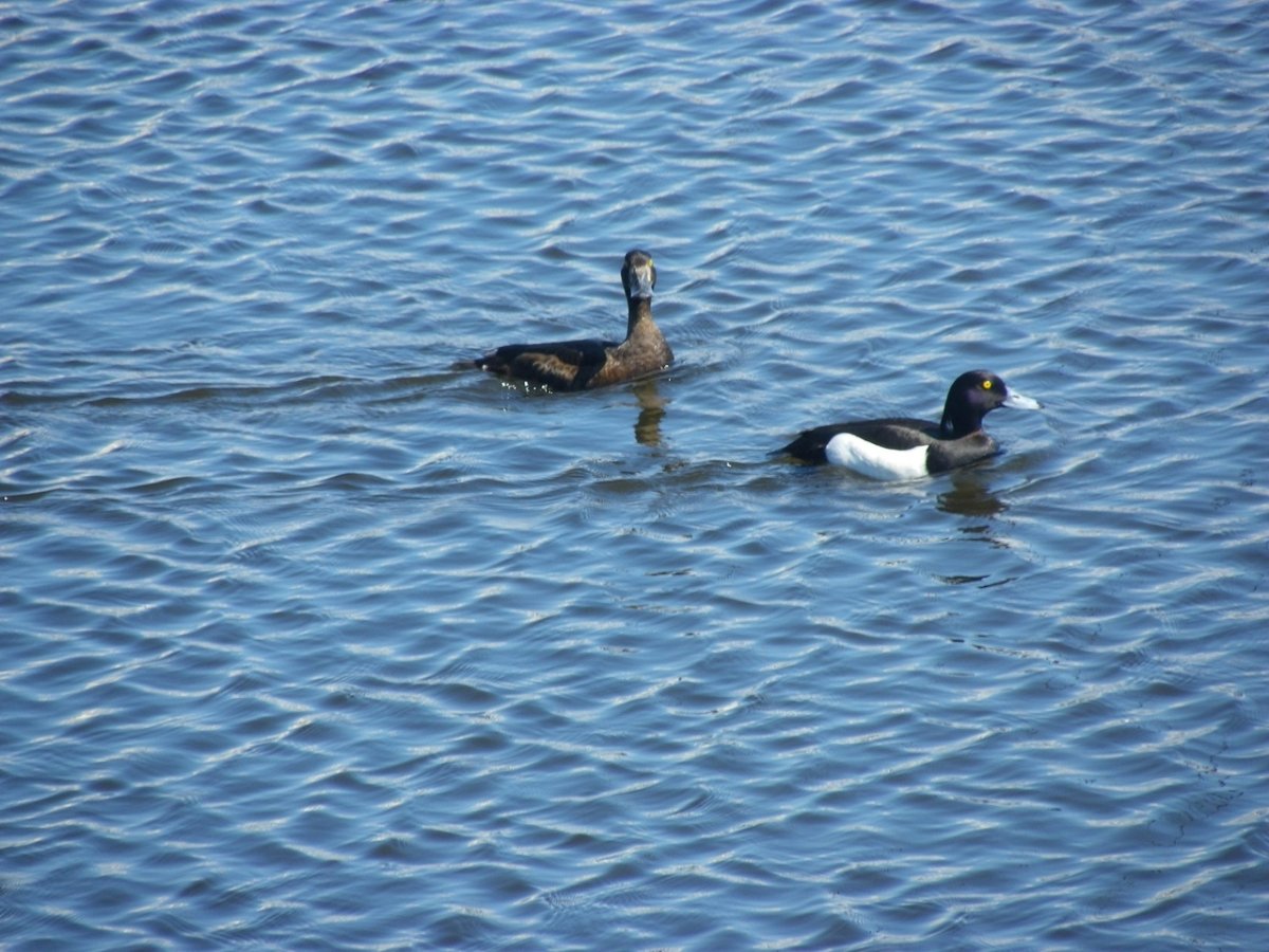 ОС, В виде утки