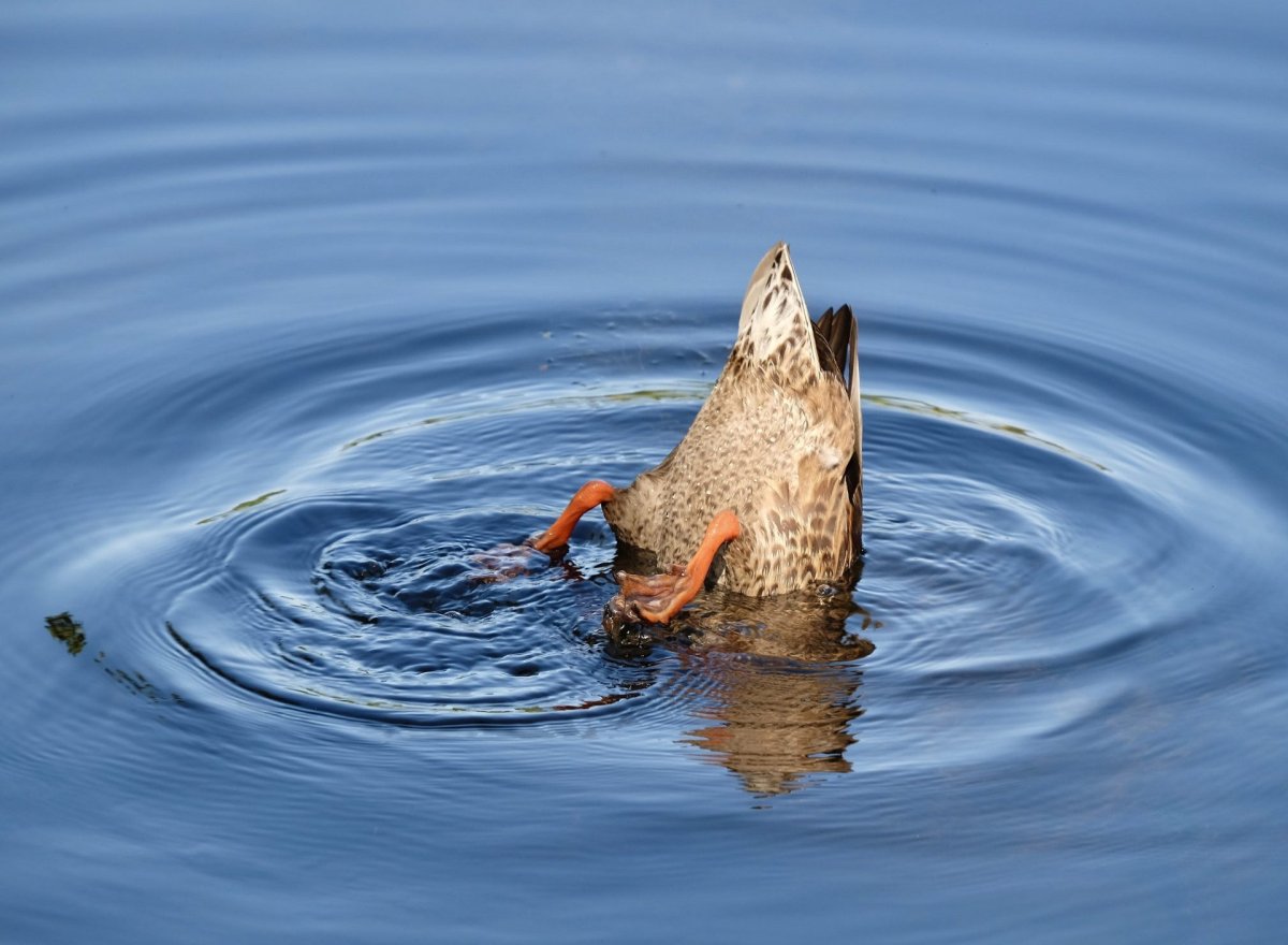 Кряква ныряет