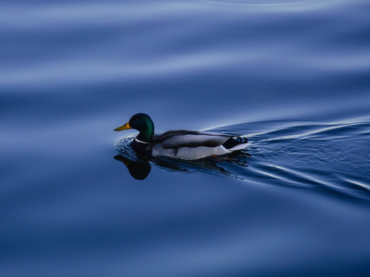 Уточка в воде