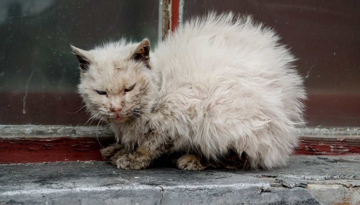 Облезлый уличный кот