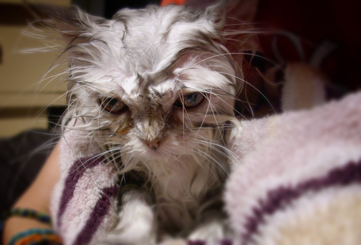 Облезлый кот