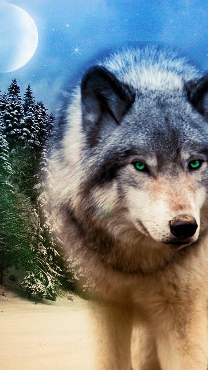 Очень красивый волк