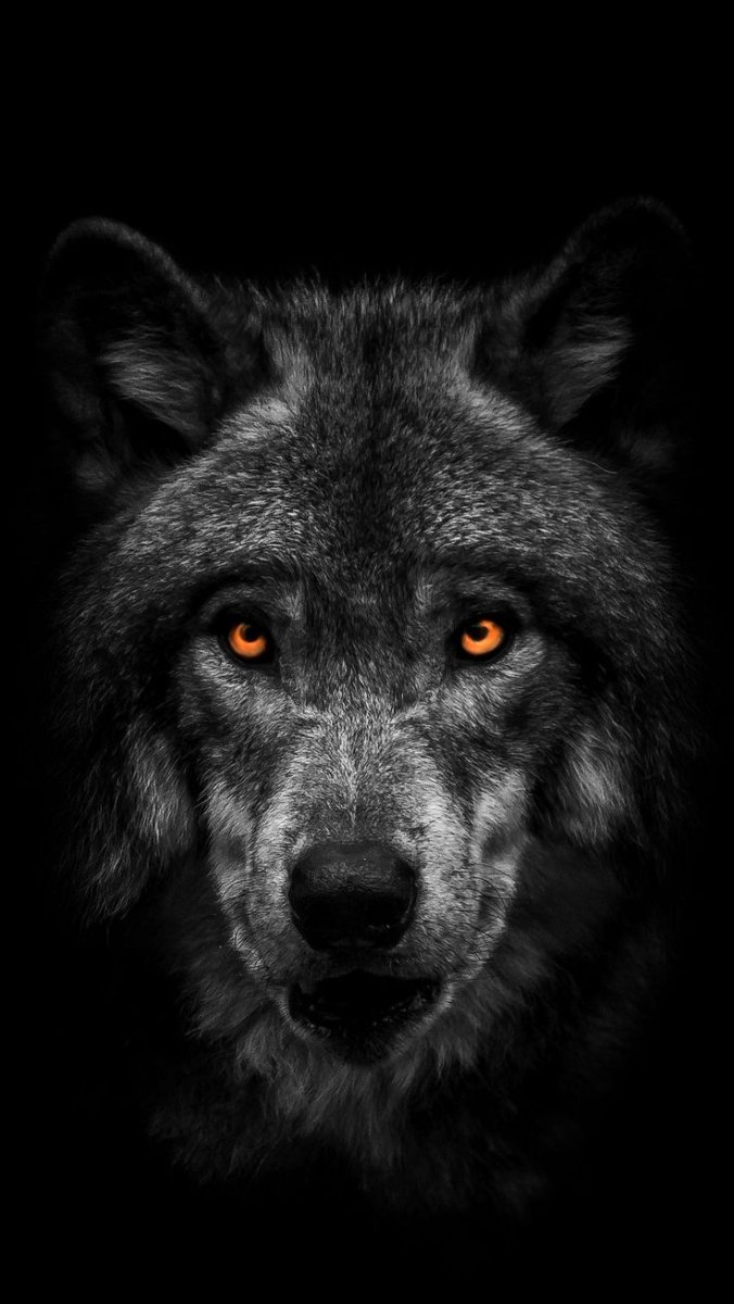 Морда волка