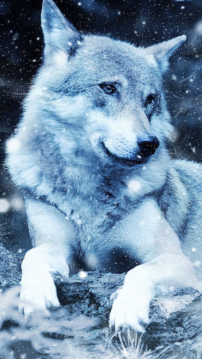 Красивый волк