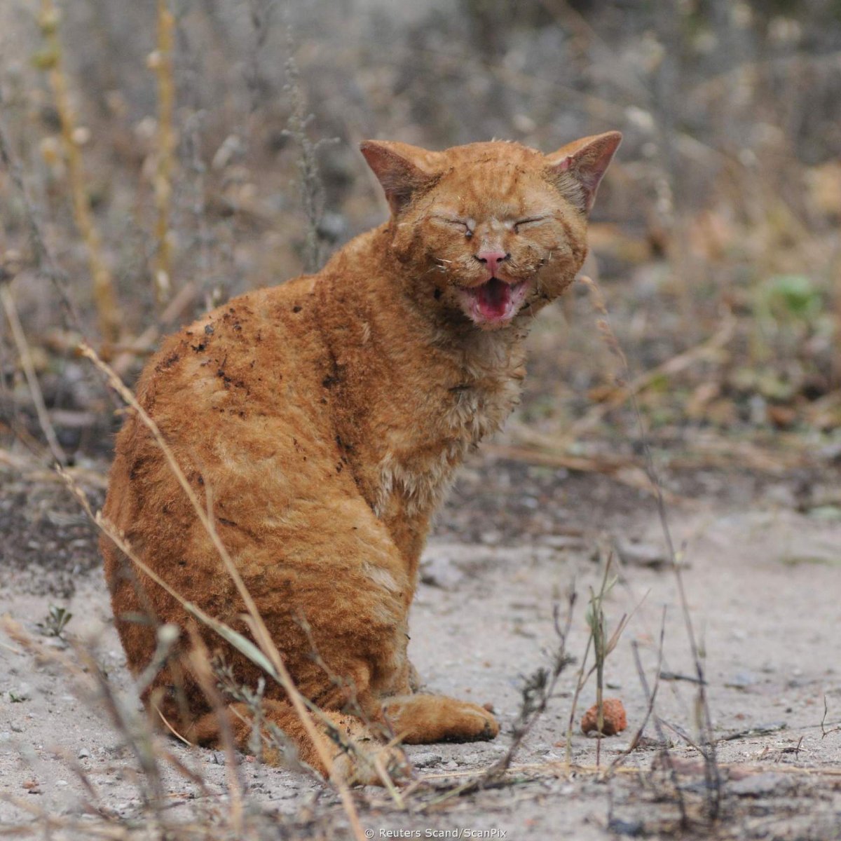 Драная кошка