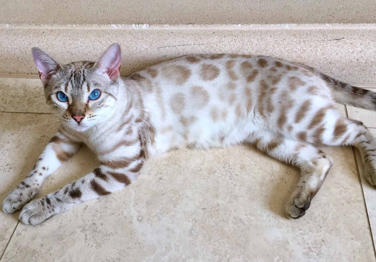 Бенгальская кошка Линкс