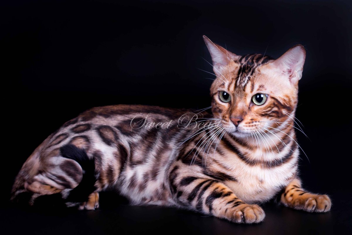 Бенгальская кошка