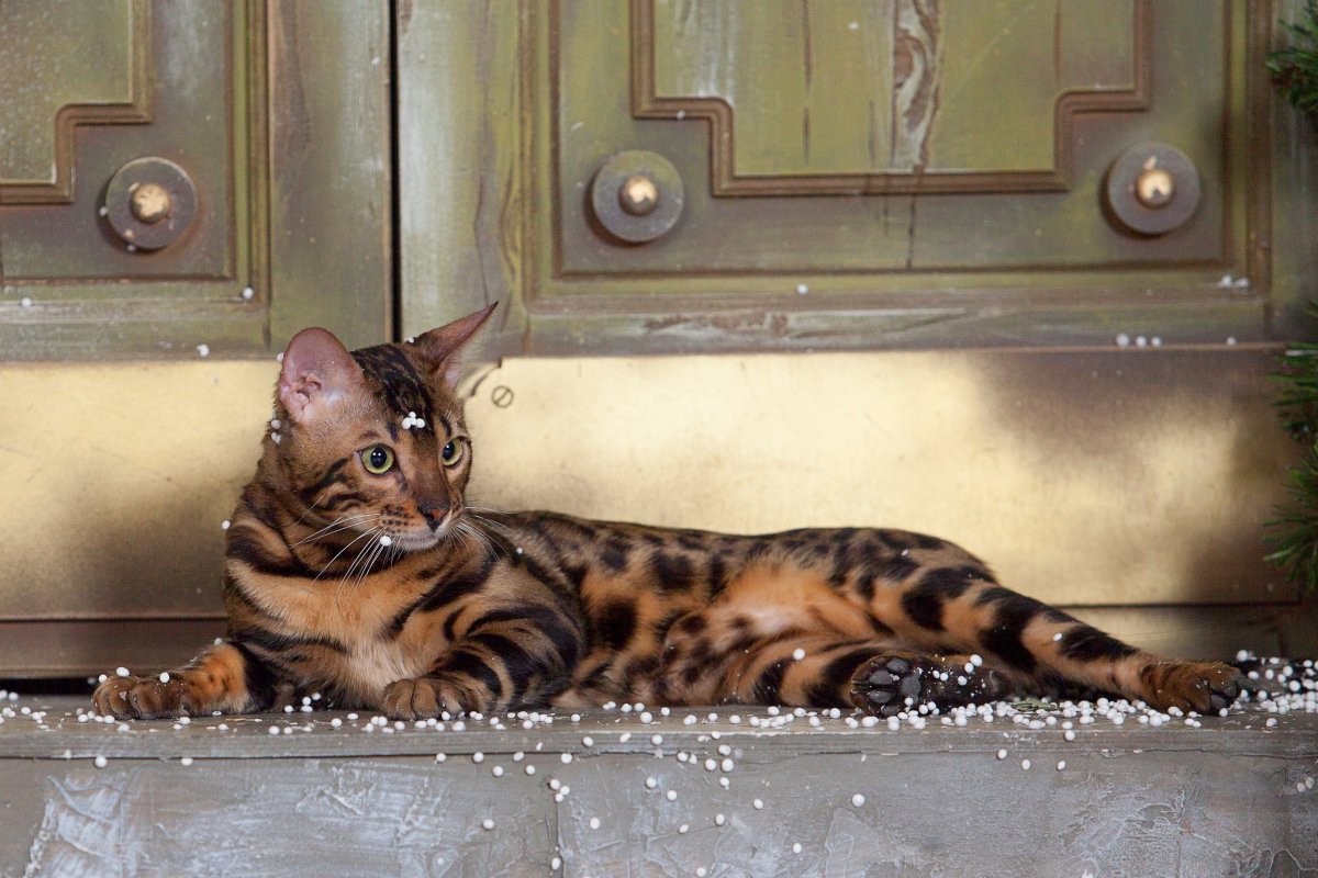 Бенгальский кот