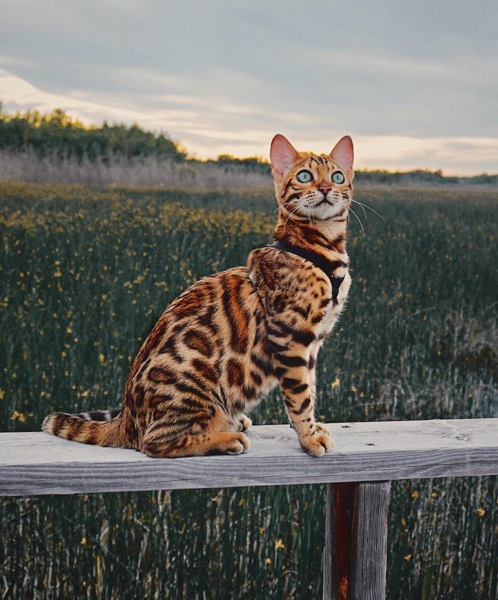 Бенгальская Саванна кошка