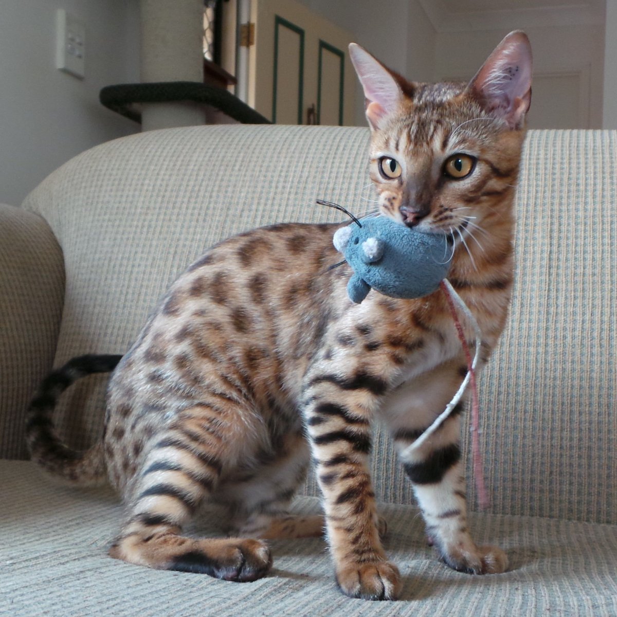 Бенгальская кошка
