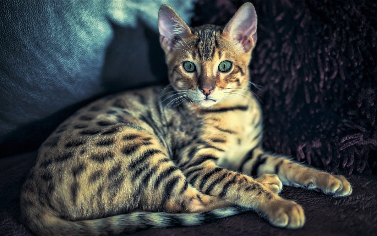 Кошка пятнистая Бенгальская