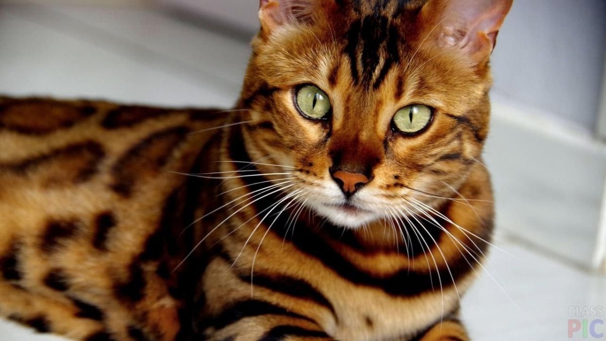 Бенгальский кот