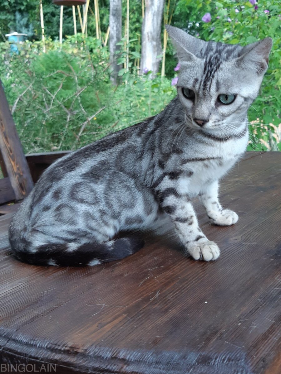 Бенгальская кошка серебристый
