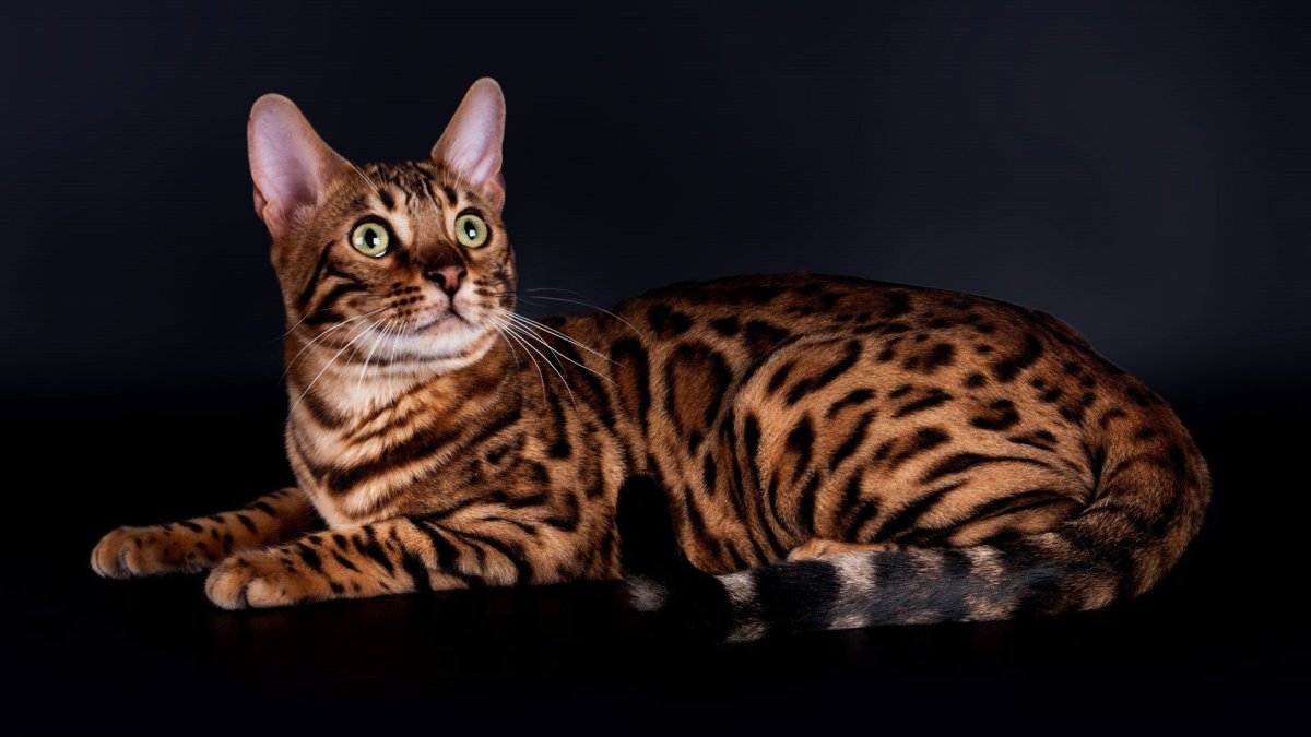 Бингальскаяская кошка