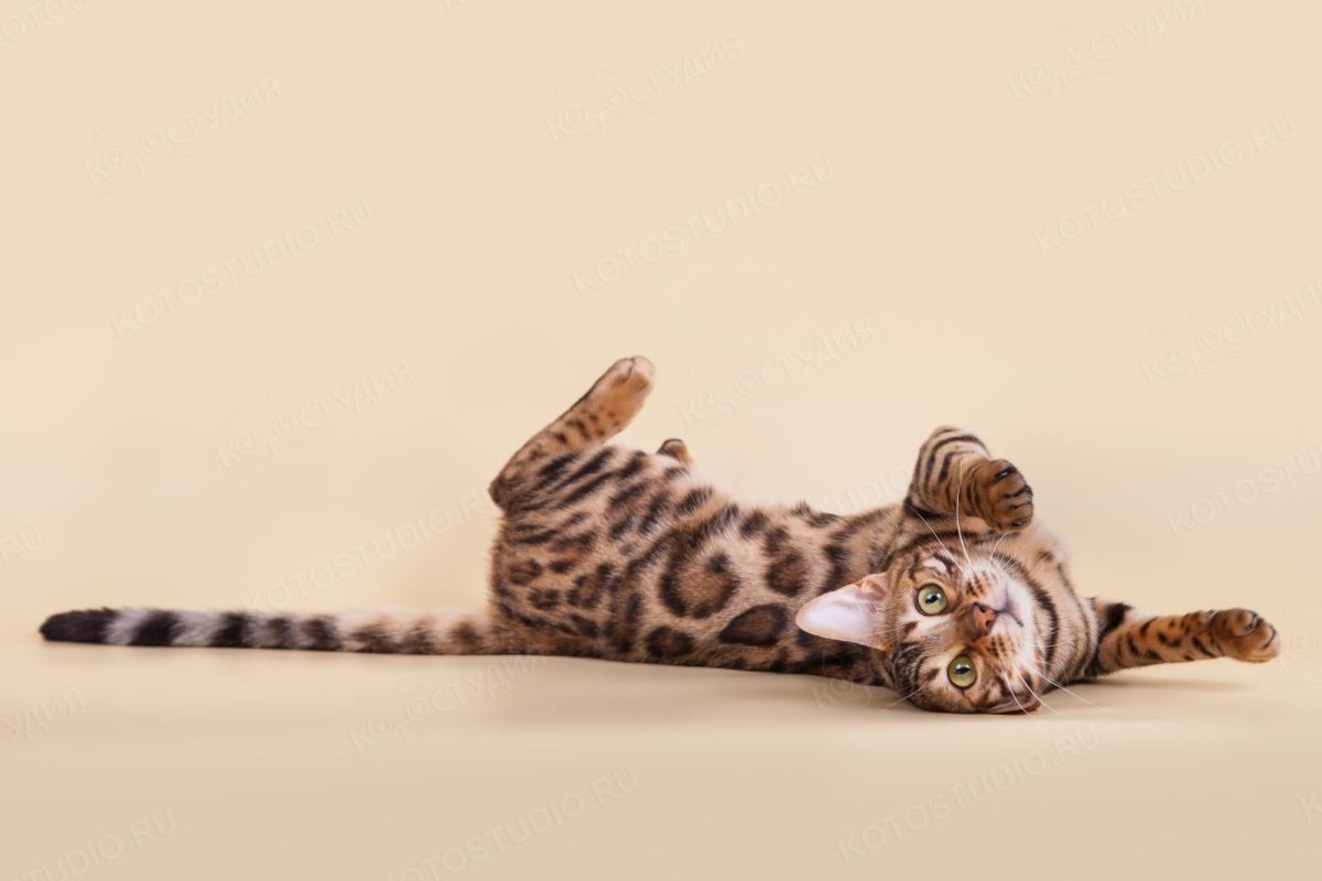Бенгальская кошка смешная
