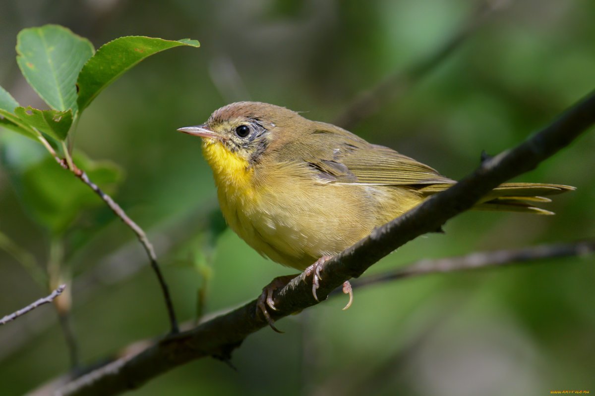 Птенец зеленушки