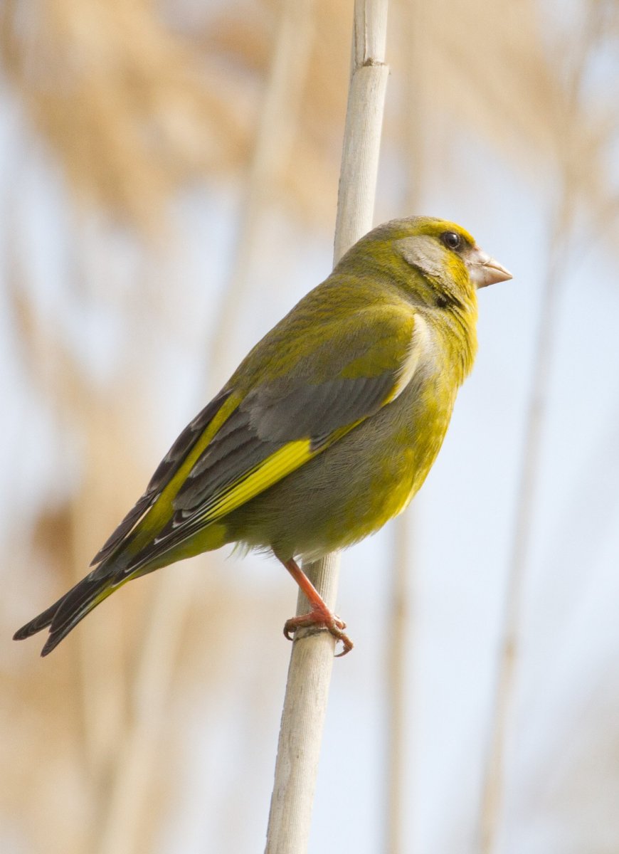 Зеленушка, Воробей