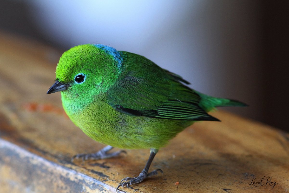 Ошейниковый органист