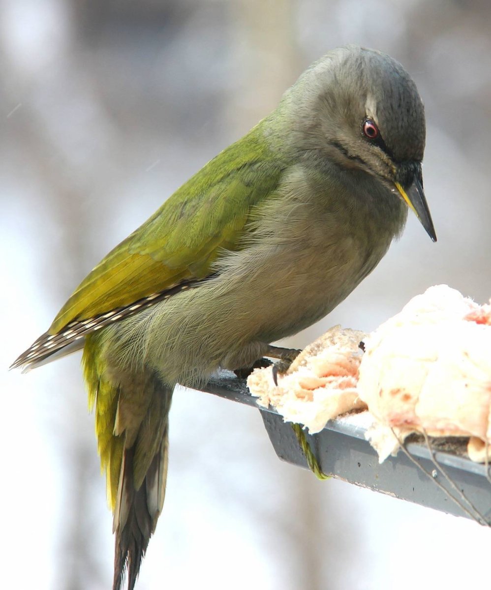 Поползни, зеленушки