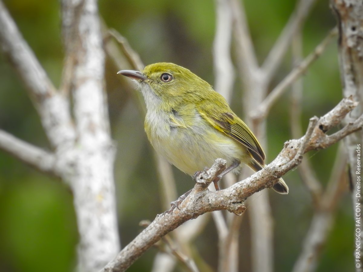 Зеленоспинный Тоди