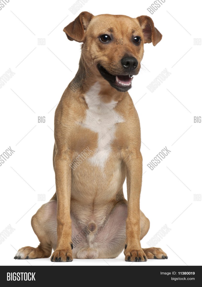 Гибрид кота и собаки