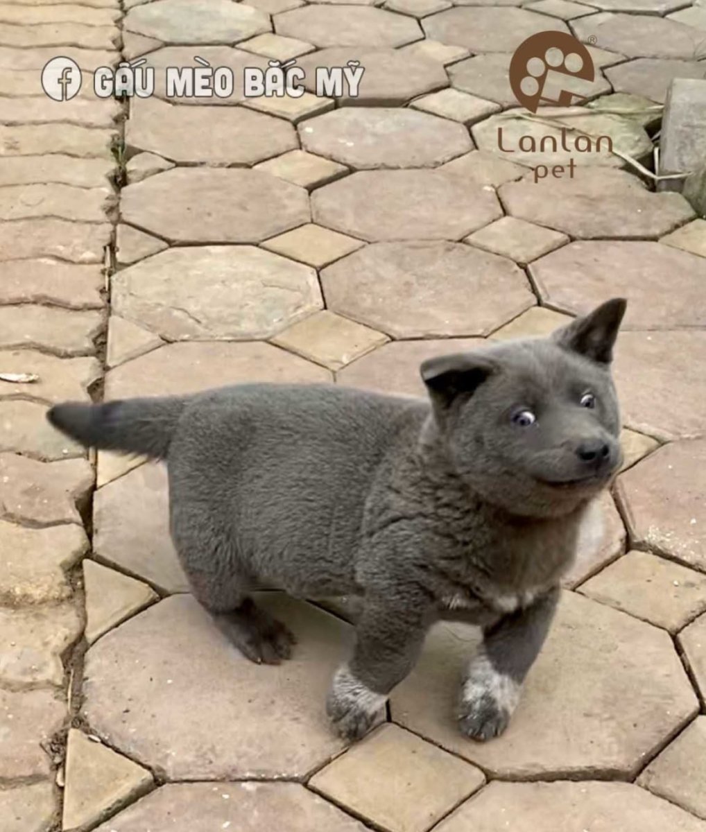 Вьетнамский куцехвостый хмонг