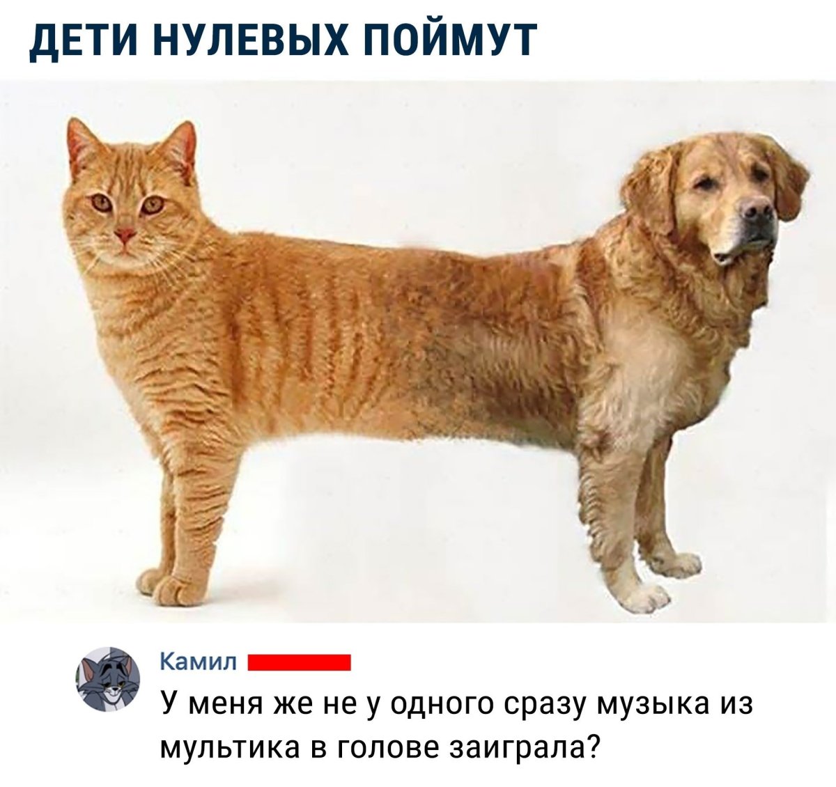 Скрещивание собаки и кошки