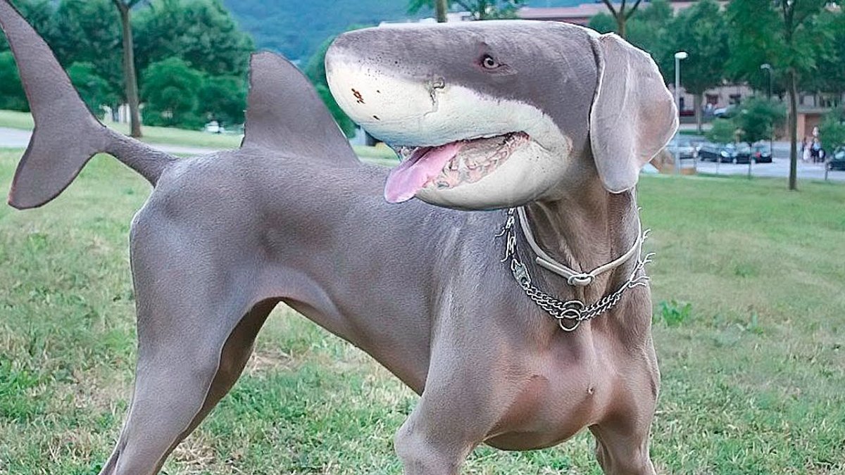 Самые необычные гибриды собак