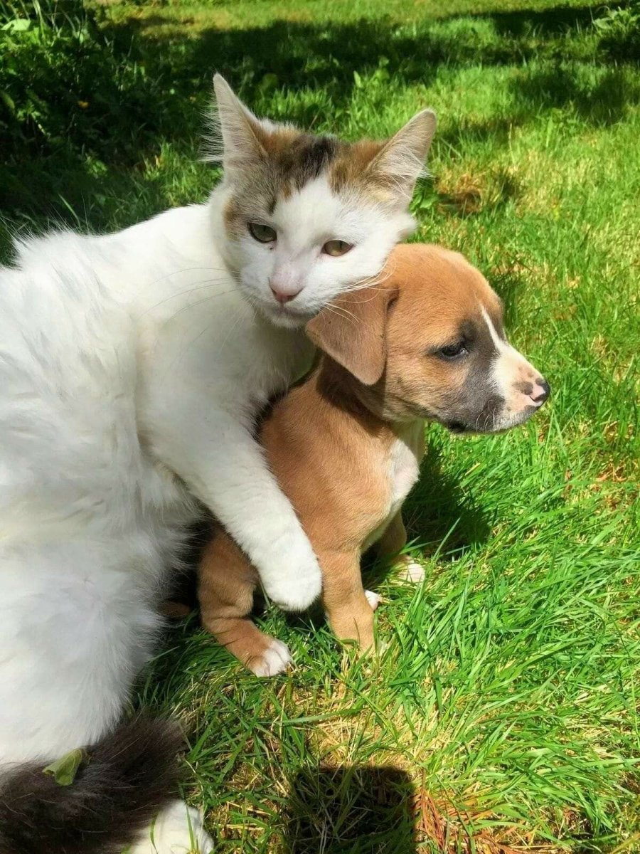 Куцехвостый хмонг Котопес