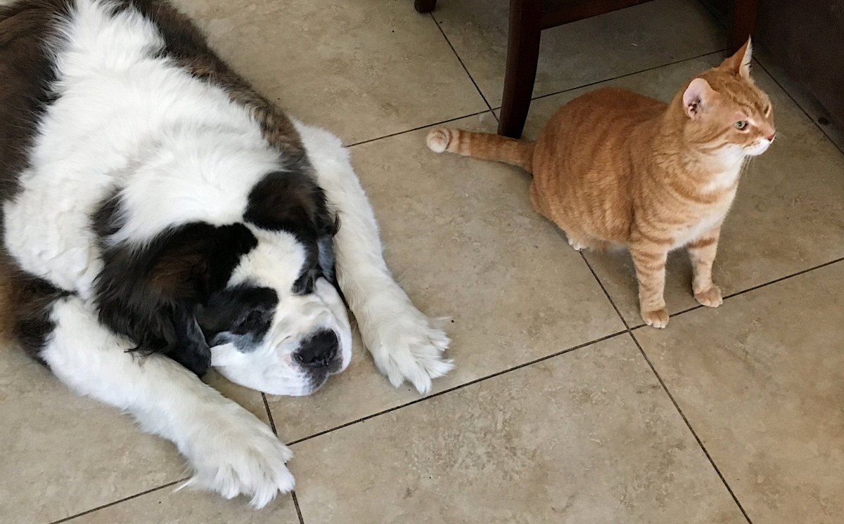 Сенбернар рыжий