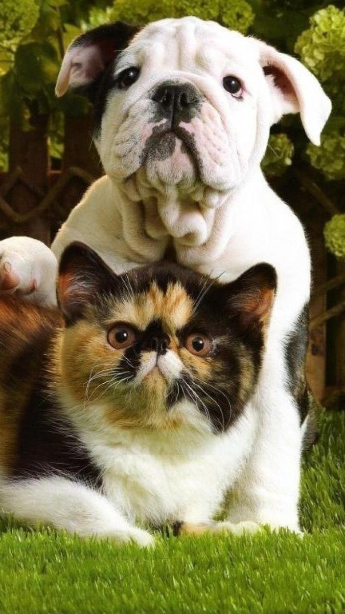 Породистые животные