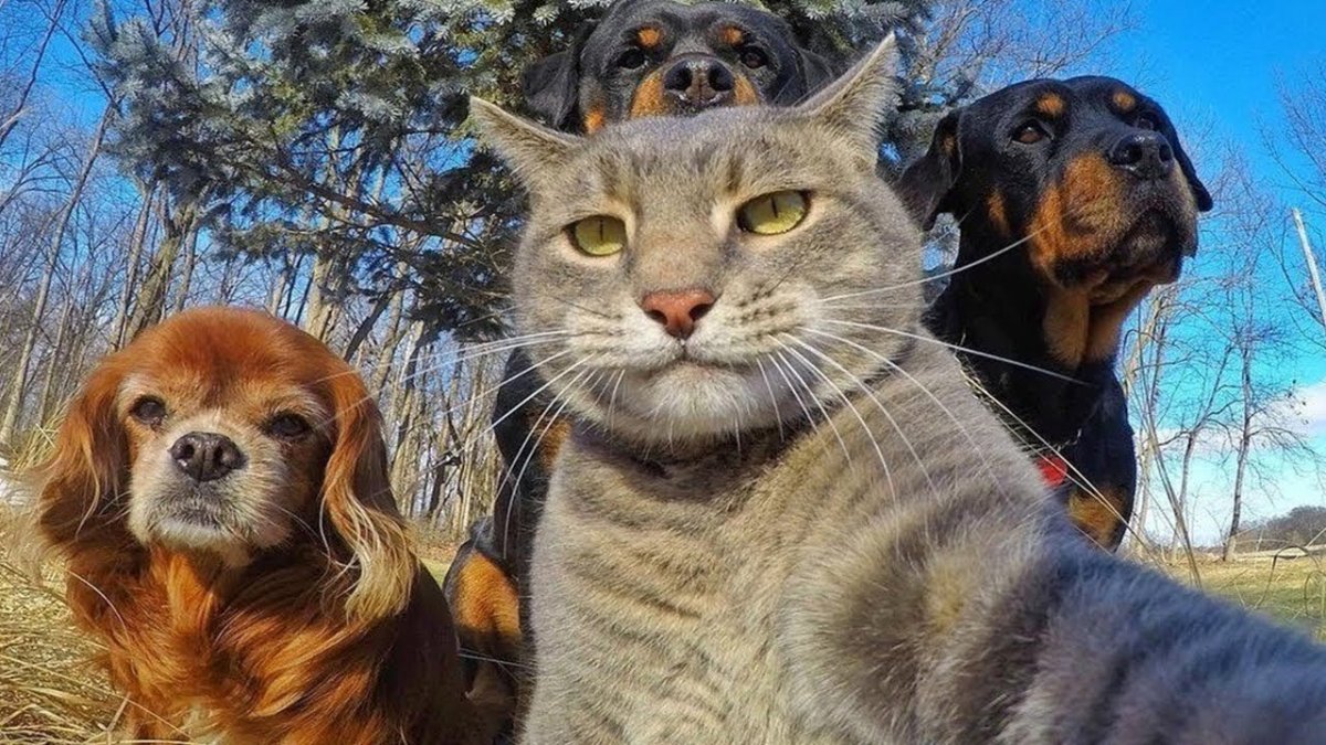 Смешные животные