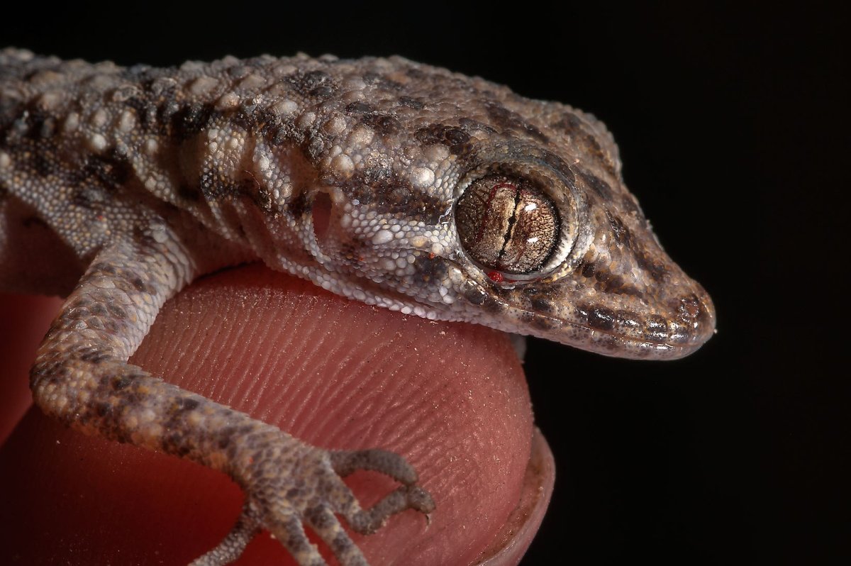 Крымский голопалый геккон