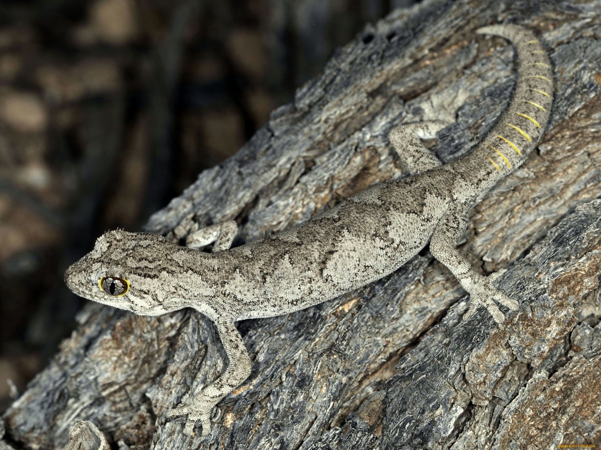 Туркестанский голопалый геккон
