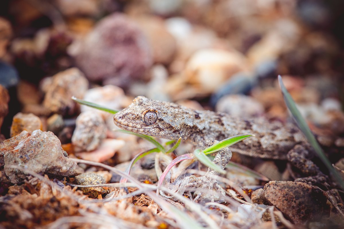 Серый Крымский геккон