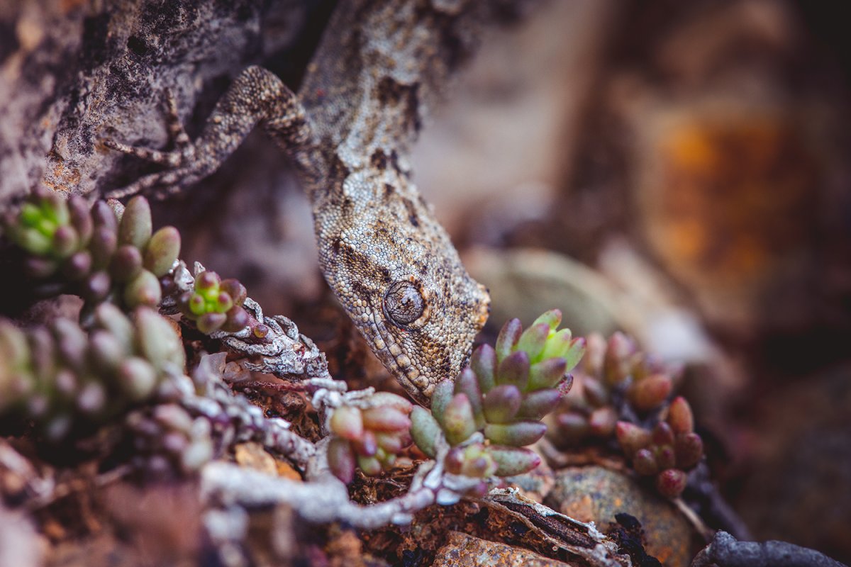 Крымский голопалый геккон