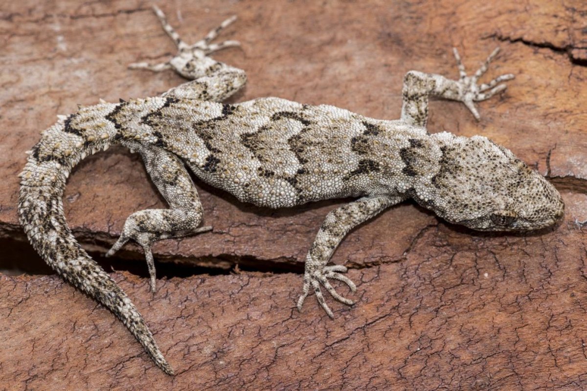 Геккон Средиземноморский Крымский