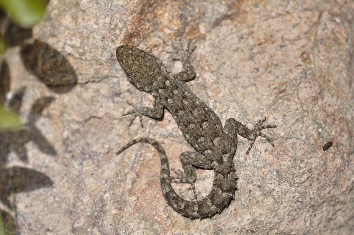 Средиземноморский тонкопалый геккон