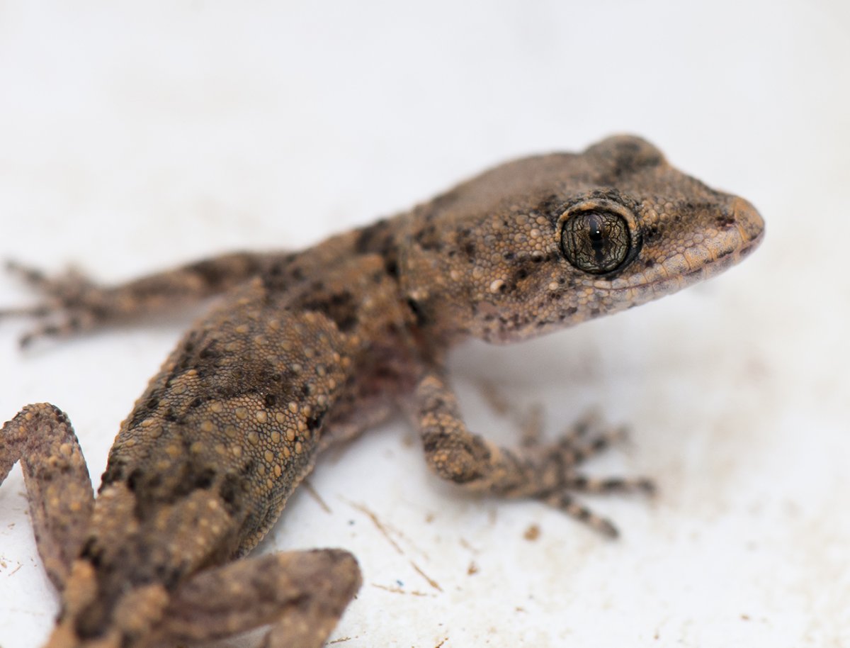 Крымский голопалый геккон