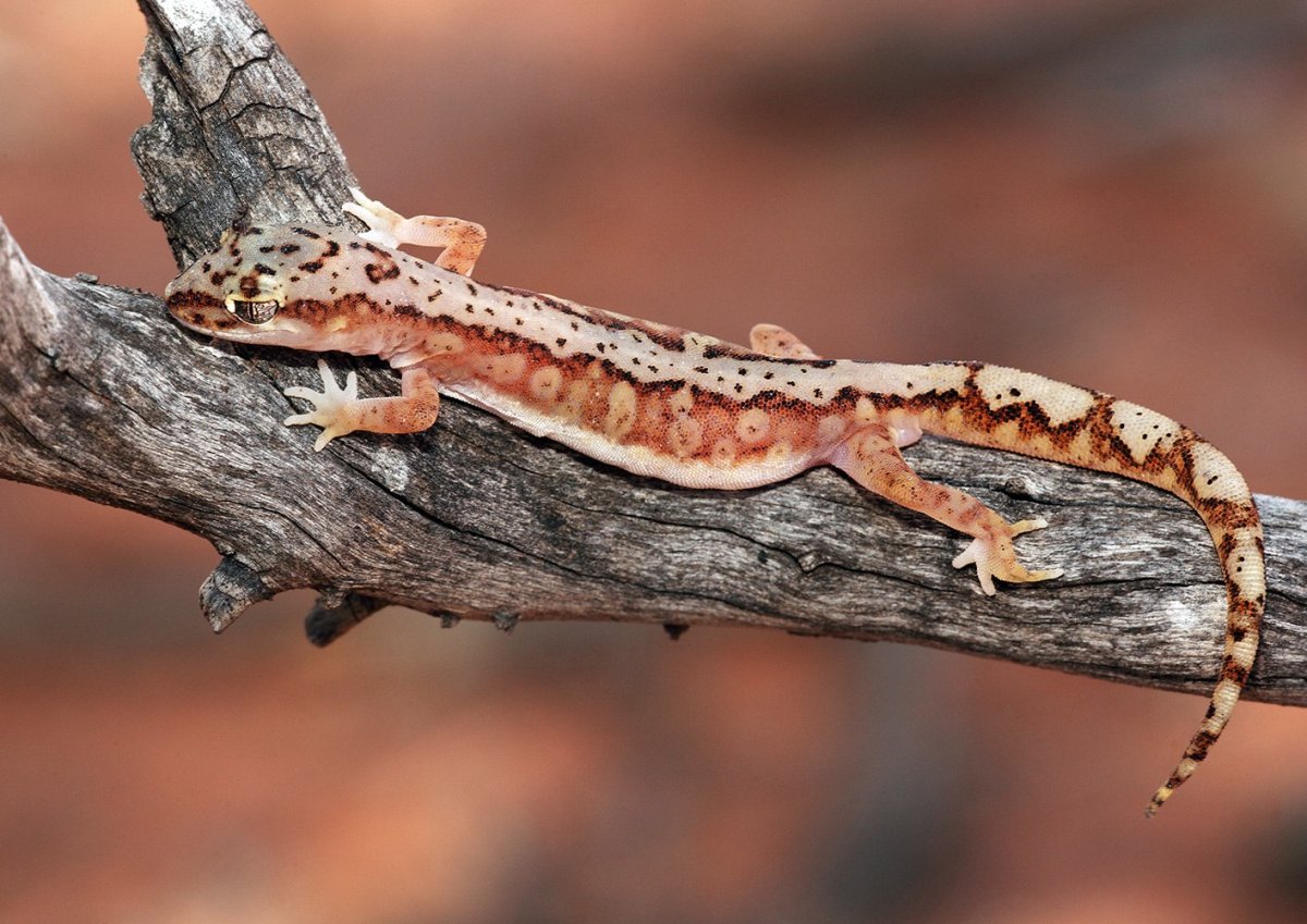 Средиземноморский тонкопалый геккон