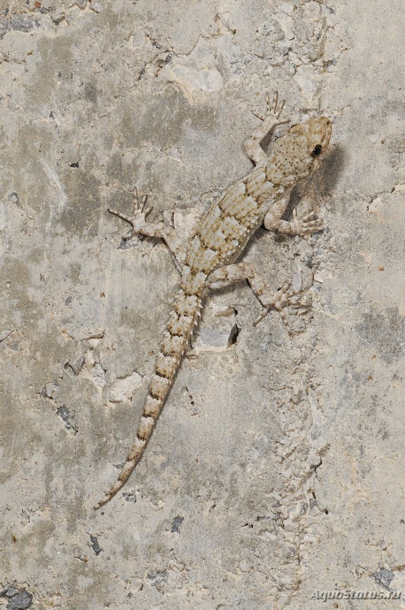 Крымский голопалый геккон