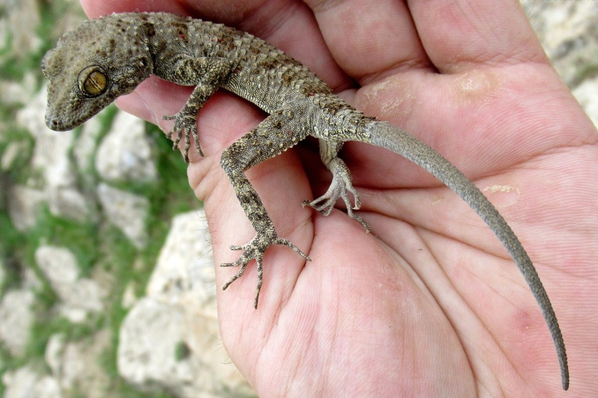 Средиземноморский тонкопалый геккон