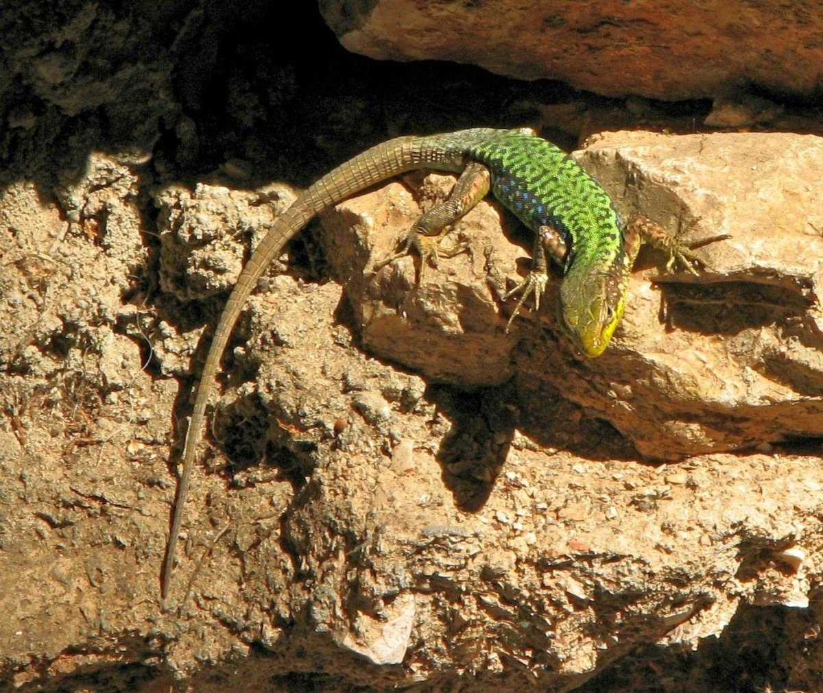 Крымская Скальная ящерица