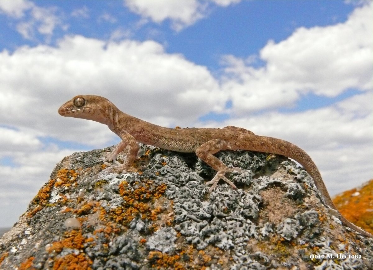 Пискливый геккончик гора Богдо