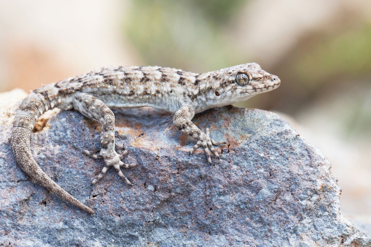 Средиземноморский тонкопалый геккон