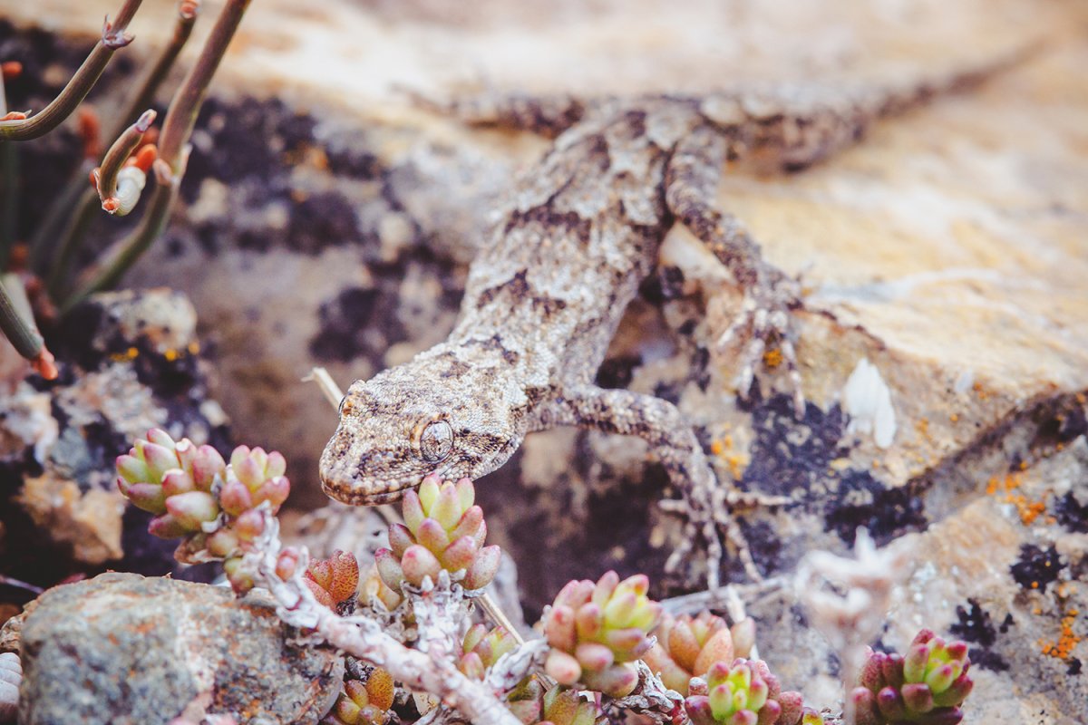 Крымский голопалый геккон